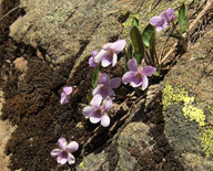 Viola thomasiana