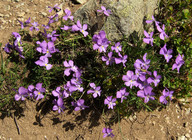 Viola calcarata