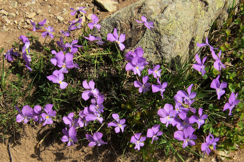 Viola calcarata