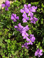 Viola calcarata