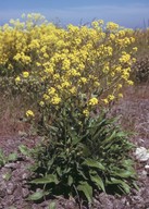 Bunias orientalis