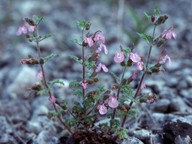 Teucrium botrys