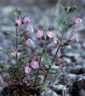 Teucrium botrys