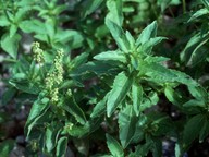 Mercurialis annua