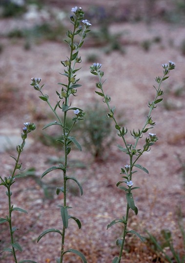 Lappula squarrosa