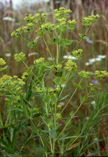 Euphorbia esula