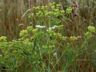 Euphorbia esula