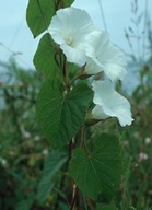 Calystegia sepium