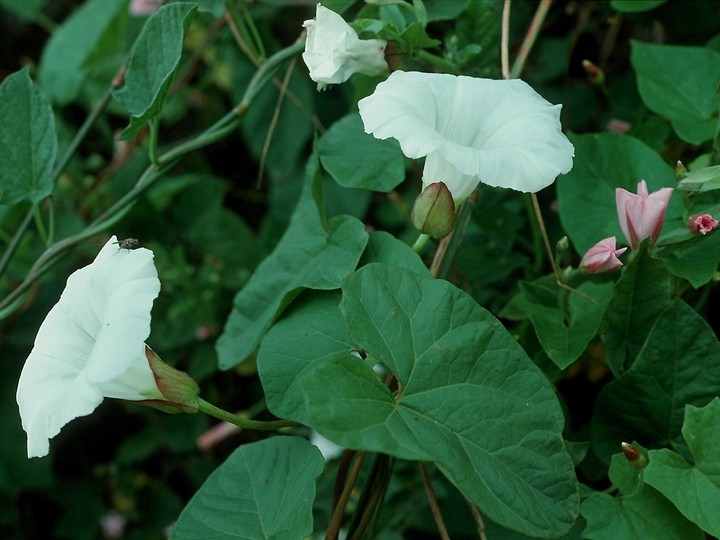 Calystegia sepium