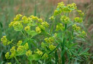 Euphorbia esula