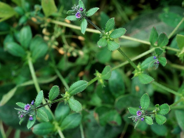 Asperugo procumbens