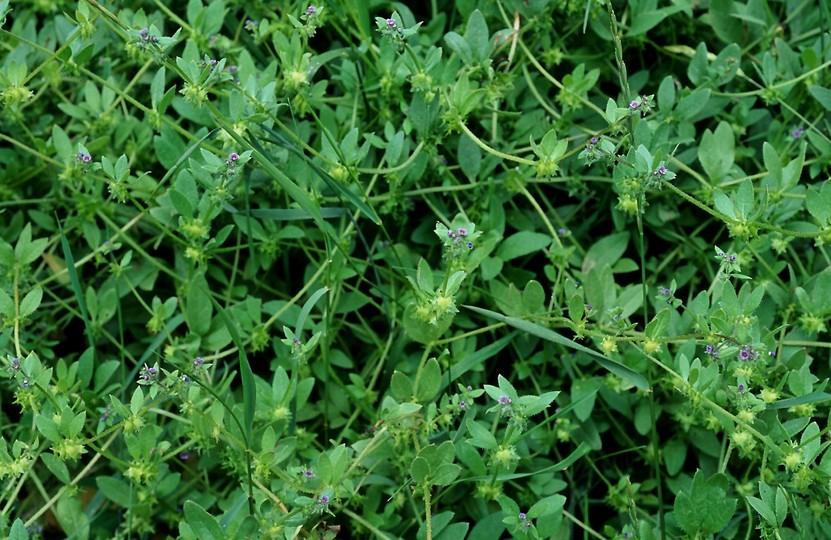 Asperugo procumbens