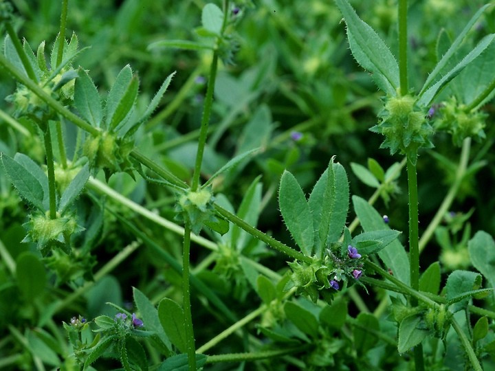 Asperugo procumbens