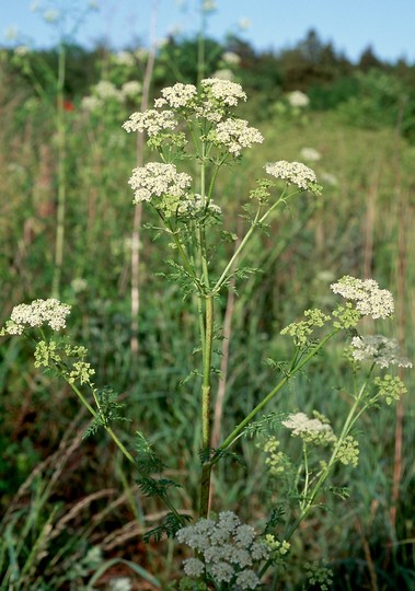 Conium maculatum