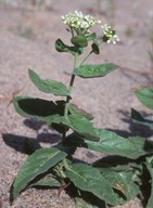 Cardaria draba