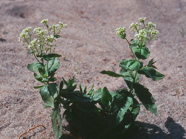 Cardaria draba