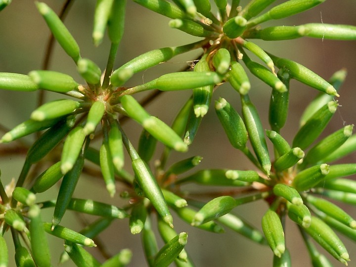 Chaerophyllum temulum