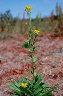 Erysimum hieraciifolium