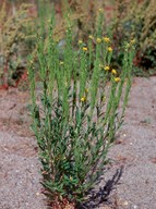 Erysimum hieraciifolium