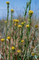 Erysimum hieraciifolium