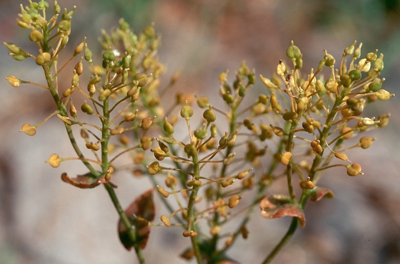 Cardaria draba