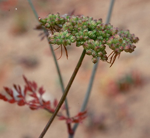 Aethusa cynapium