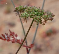 Aethusa cynapium