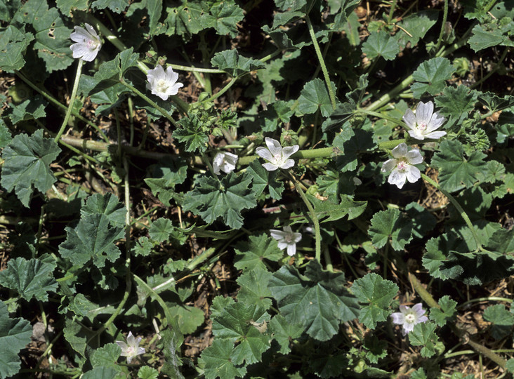 Malva pusilla