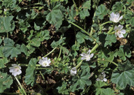 Malva pusilla