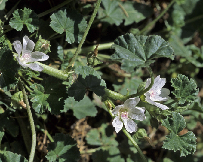 Malva pusilla