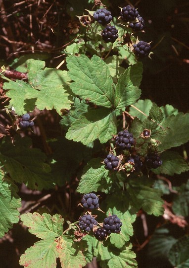 Rubus caesius