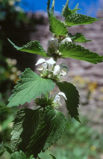 Lamium album