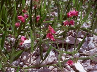 Lathyrus sylvestris