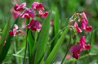 Lathyrus sylvestris