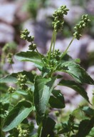 Mercurialis annua