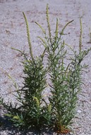 Reseda luteola