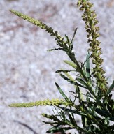 Reseda luteola