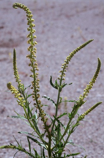 Reseda luteola