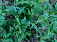 Asperugo procumbens