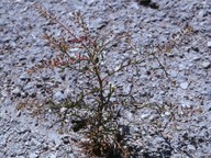 Lepidium ruderale