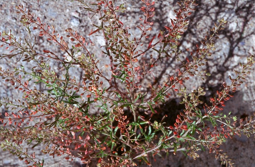 Lepidium ruderale