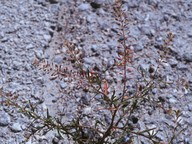 Lepidium ruderale