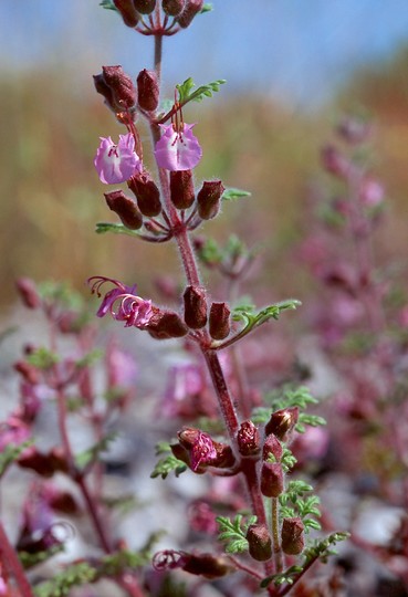 Teucrium botrys