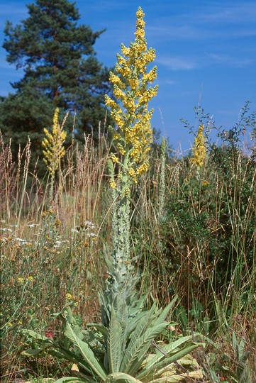 Verbascum speciosum