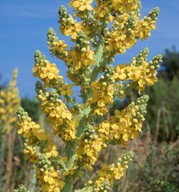 Verbascum speciosum