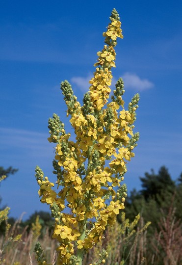 Verbascum speciosum