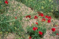 Sisymbrium altissimum