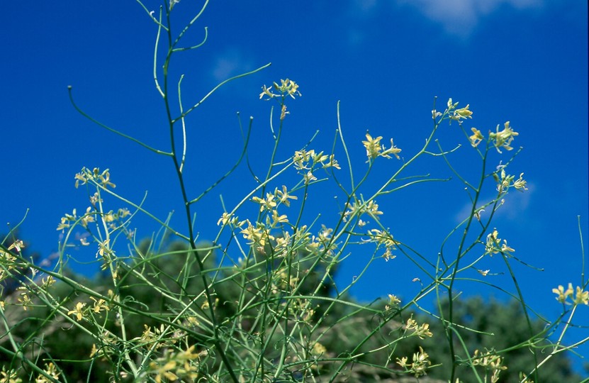 Sisymbrium altissimum