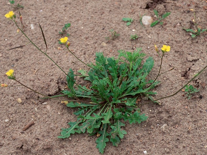 Diplotaxis muralis