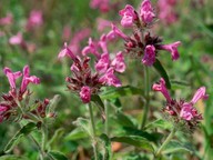 Clinopodium vulgare